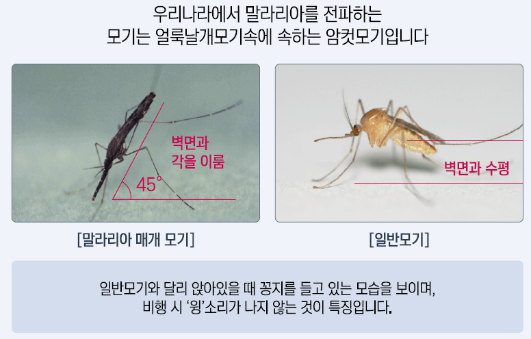 말라리아 매개모기인 얼룩날개모기