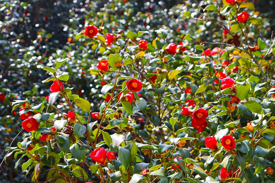 동백꽃 명소 동백나무 숲 명소 TOP 10