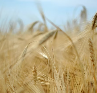 카무트 효소 효능 및 먹는법 총정리