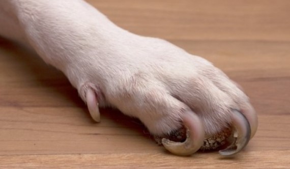 긴 강아지 발톱 사진
