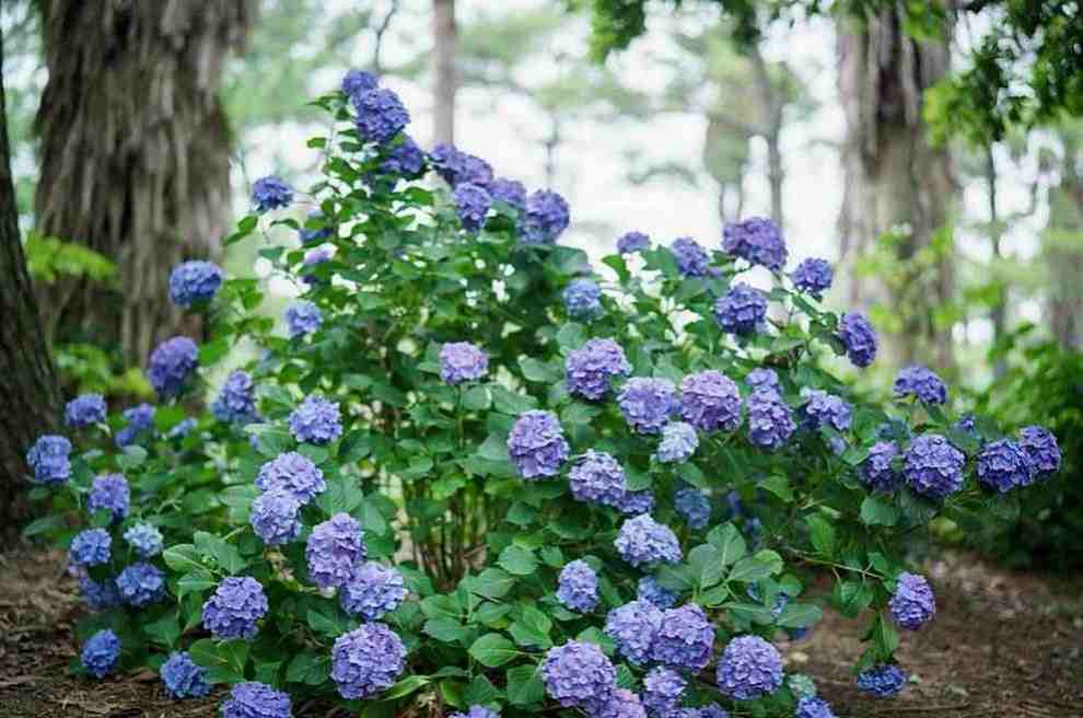제주 한림공원 수국축제