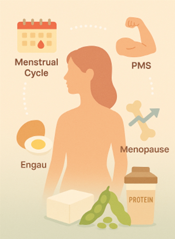 "단백질이 여성의 생리 주기와 폐경기에 미치는 영향을 설명하는 인포그래픽"