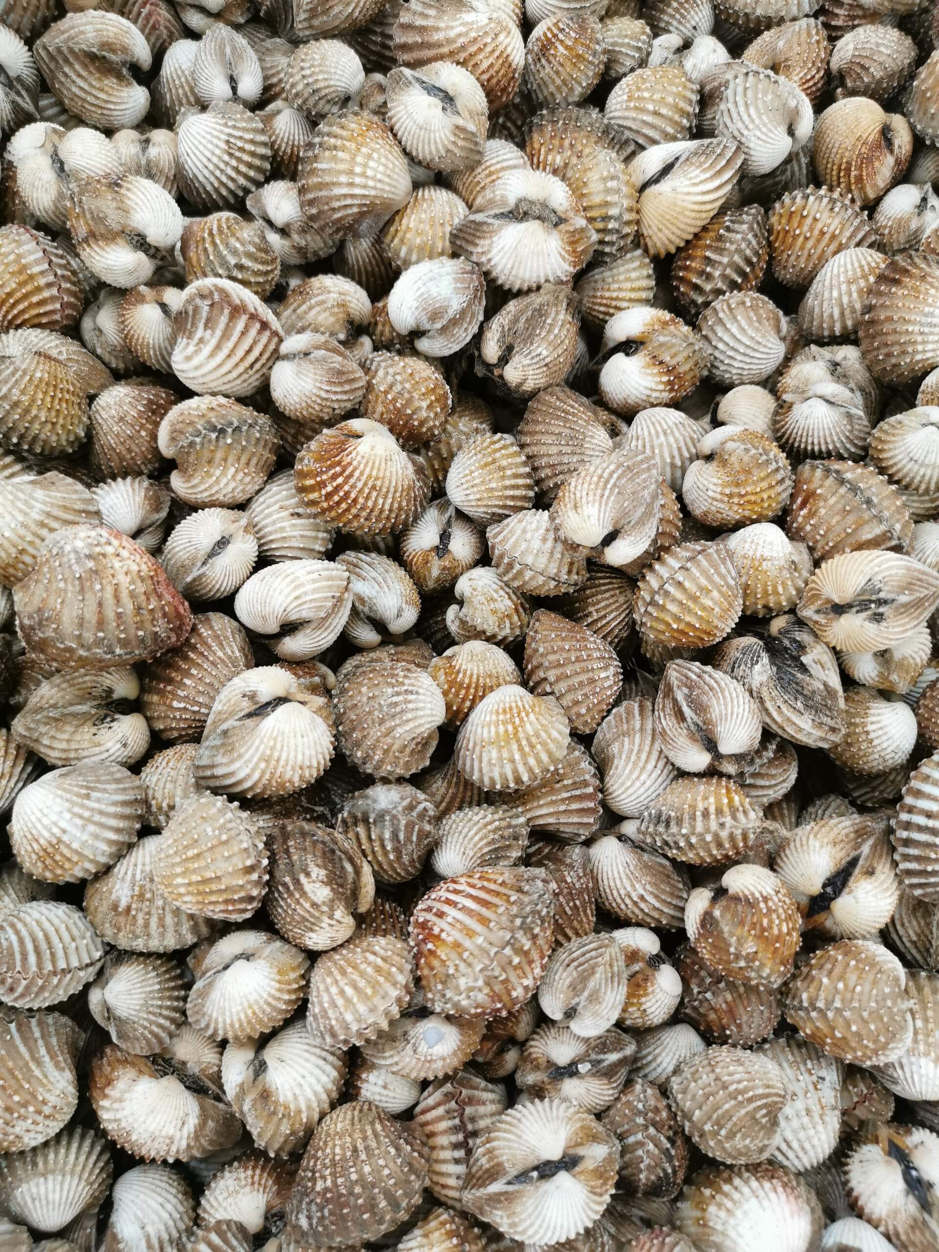 단백질과 아미노산이 풍부