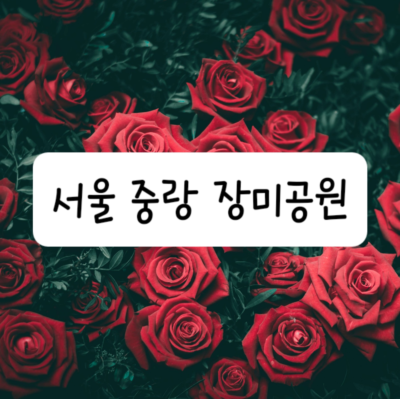 서울 중랑 장미공원