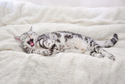 침대에서 하품을 하는 고양이