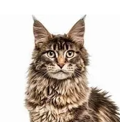 메인쿤의 특징과 기르는 방법