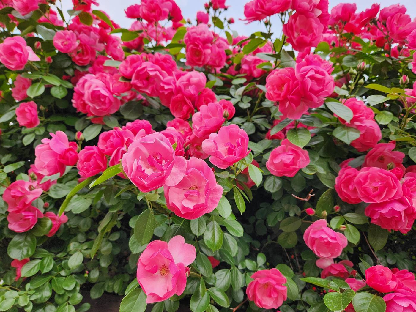 덩굴장미 안젤라 Angela