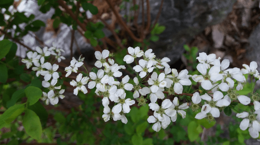 조팝나무 이미지