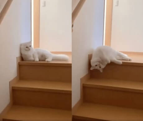 게으른-하얀-고양이가-계단을-내려오기-실허-굴러내려오려는-심뽀