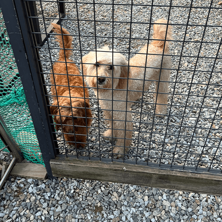 A사이트 울타리