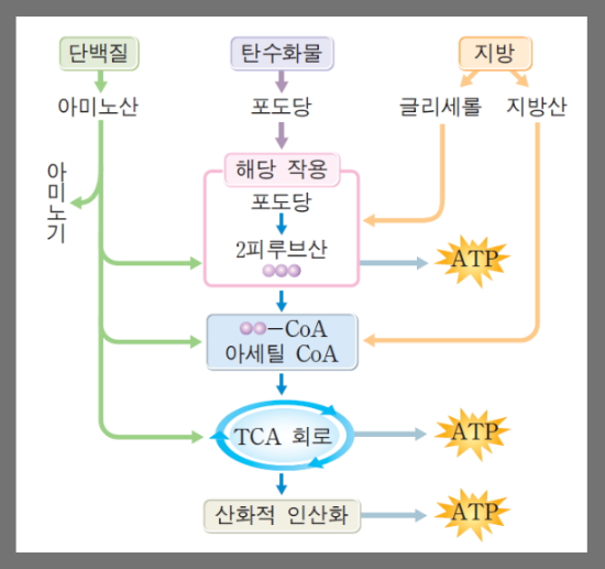 "음식에서 에너지로, 대사 과정 탐구하기"