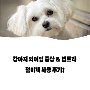 강아지 귀염증