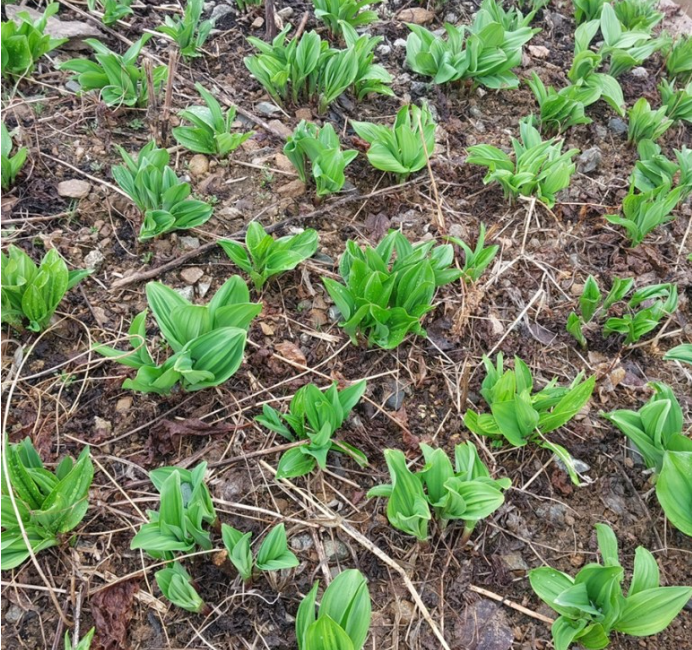 명이나물,산마늘 손질법, 효능과 부작용