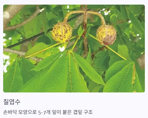 칠엽수