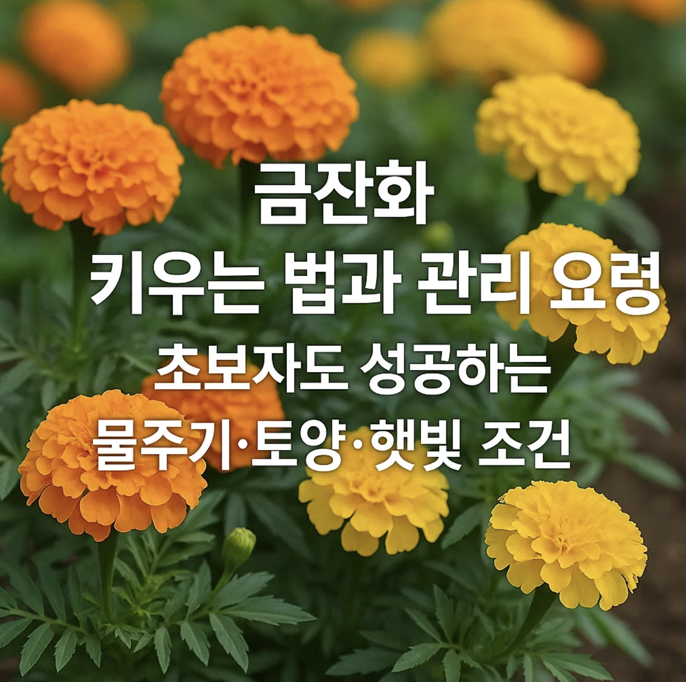 금잔화 키우는 법과 관리 요령, 초보자도 성공하는 물주기·토양·햇빛 조건