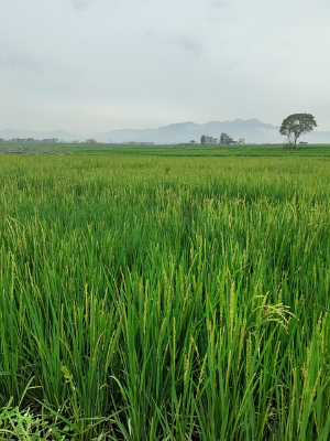 경북 농어민 수당