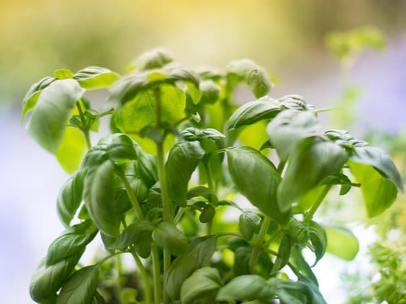 인슈린 수치 개선 효과 바질