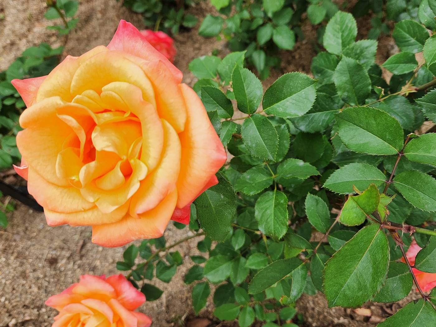 장미 슈퍼스타 Super Star