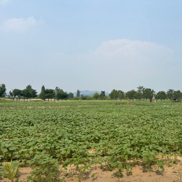 대산플라워랜드