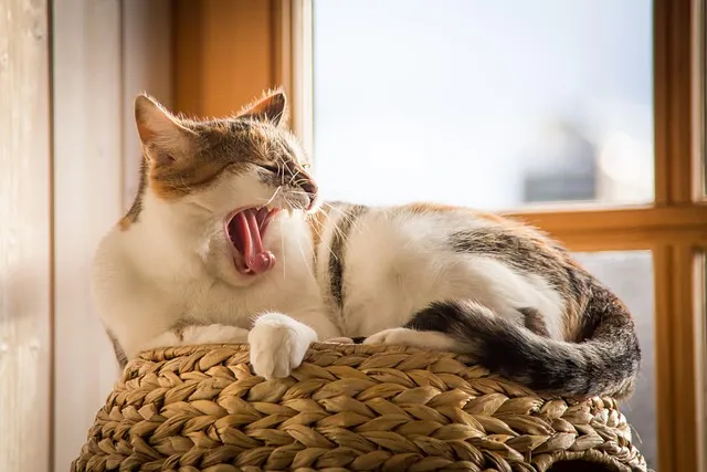 &amp;quot;고양이