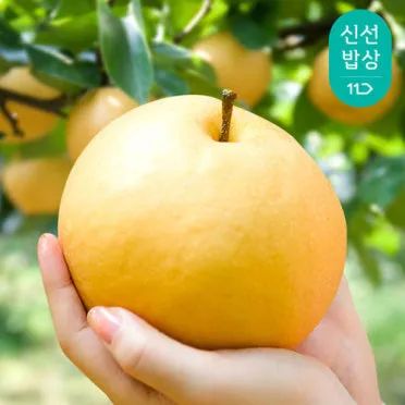 나주배 효능 특징 수확시기제철손질먹는방법나주배 보관 방법 안내_12