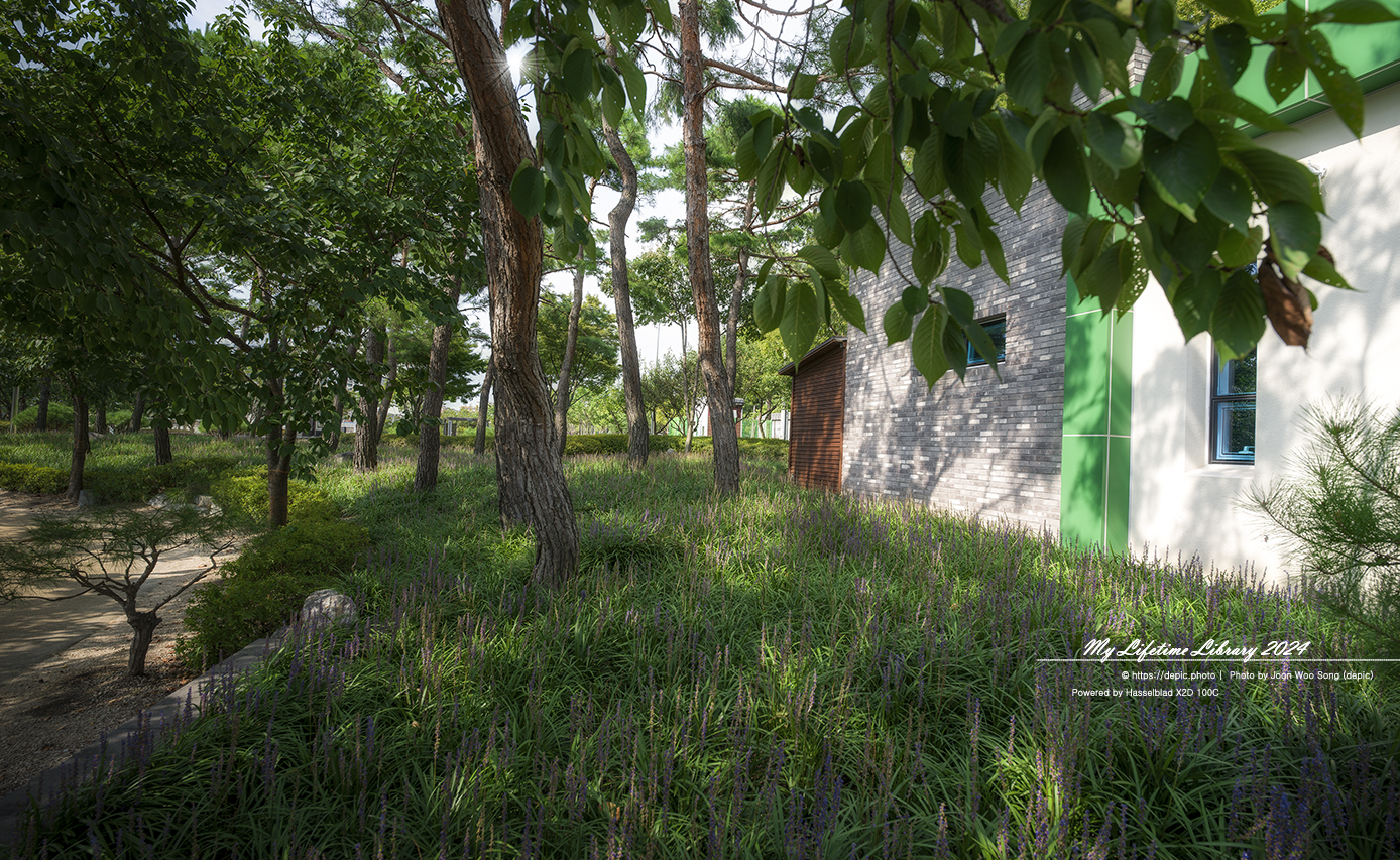 영천 우로지 맥문동