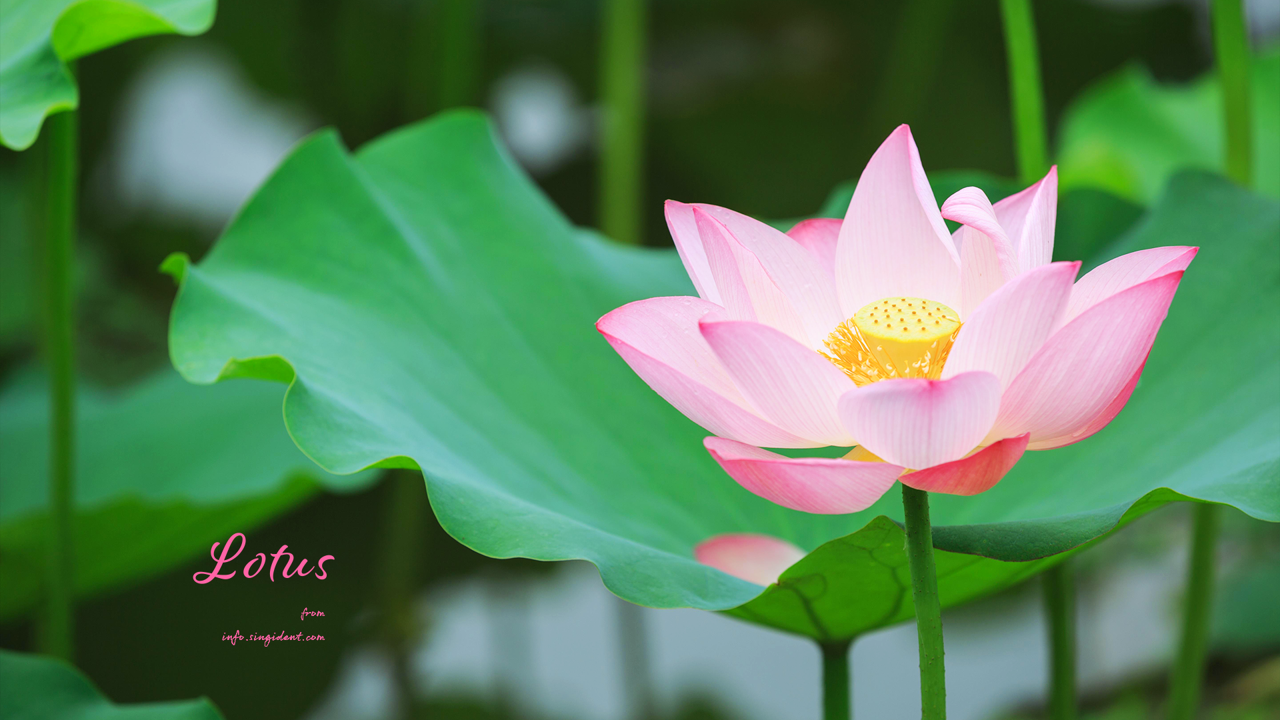 12 활짝 핀 연꽃 C - Lotus 연꽃배경화면