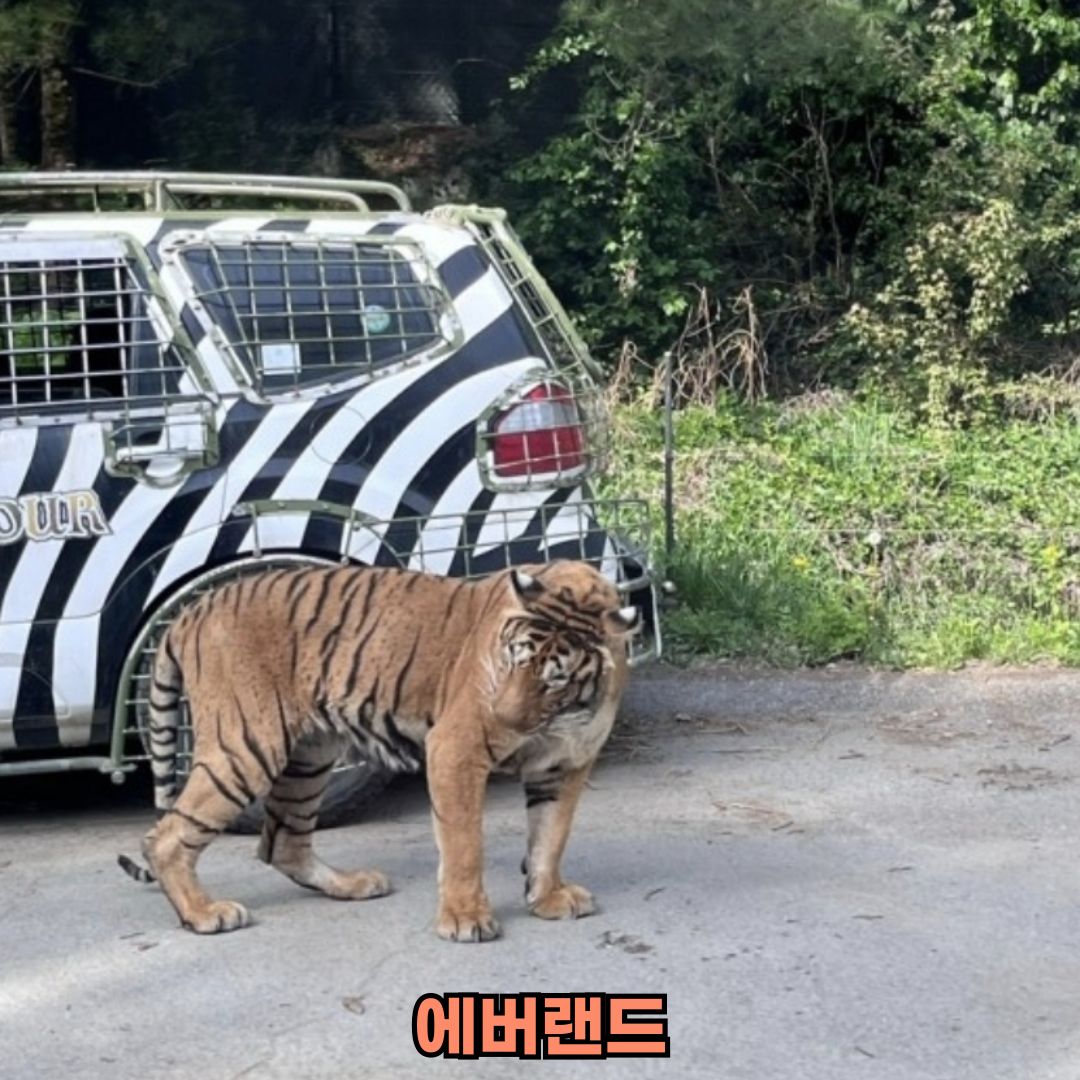 에버랜드 사파리