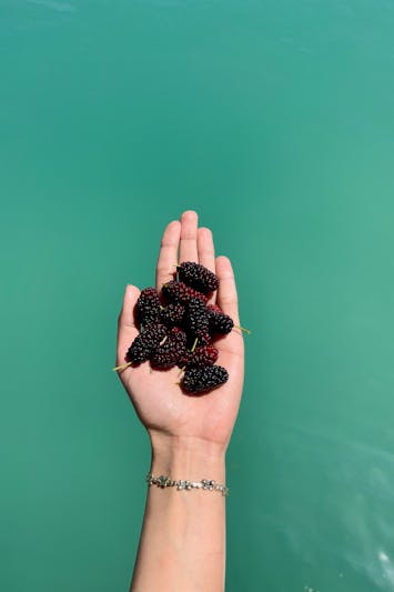 오디의 효능&amp;#44; 뽕나무 열매 속 건강 비밀 총정리2