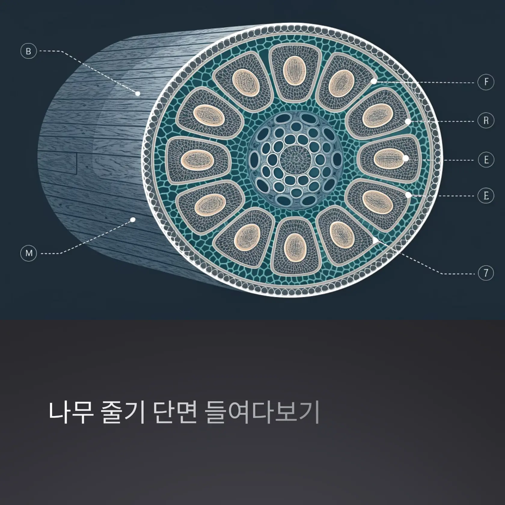 나무 줄기 단면 속 비밀과 구조 이해