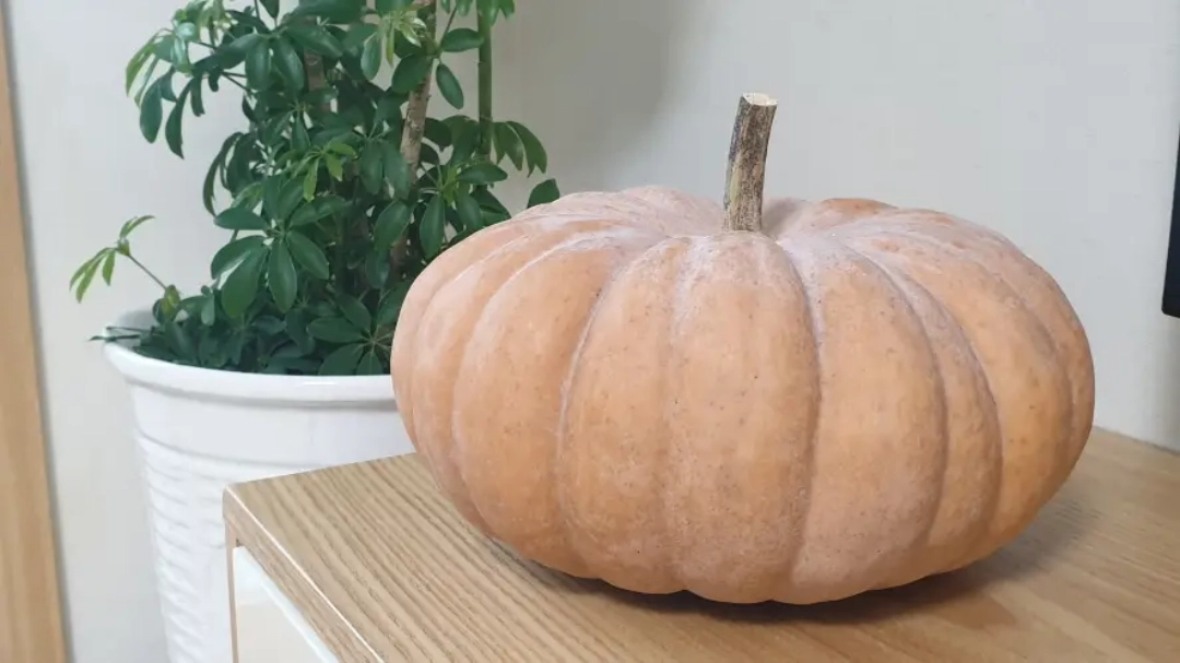 늙은 호박