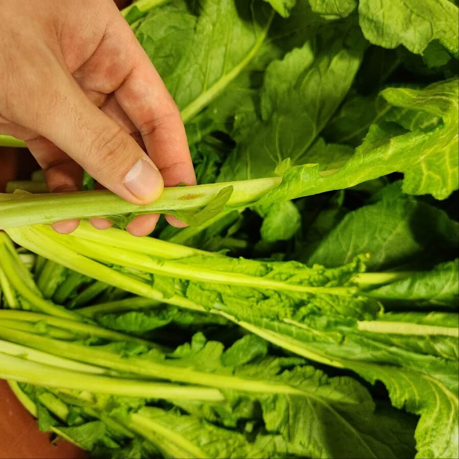 갓 다듬기 갓 손질 갓 손질법