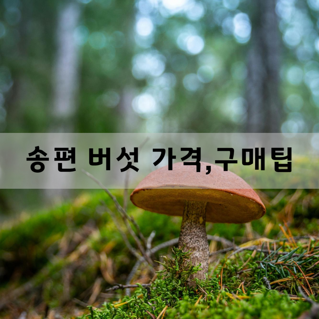 송편-버섯-가격과-구매-팁