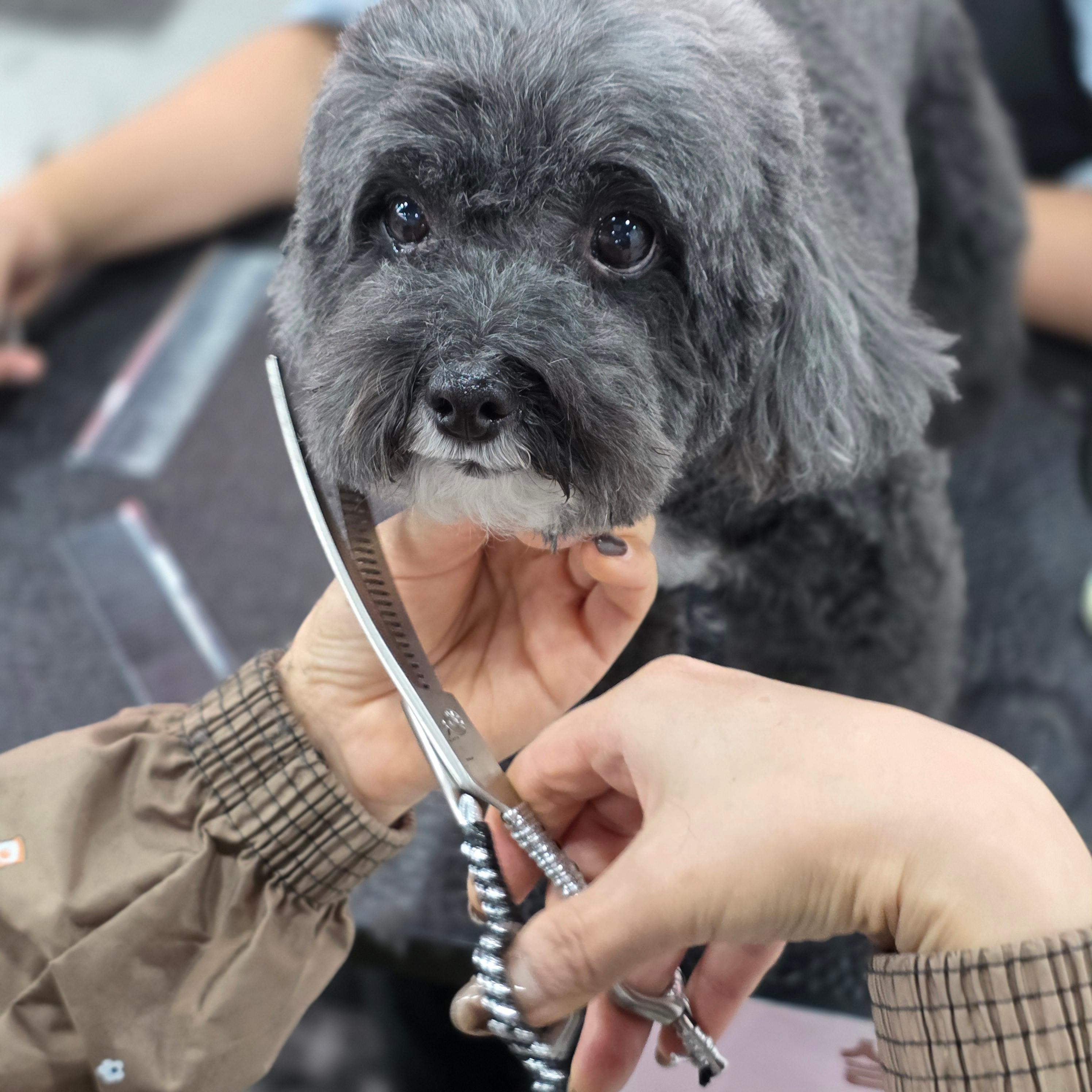부산강아지미용학원