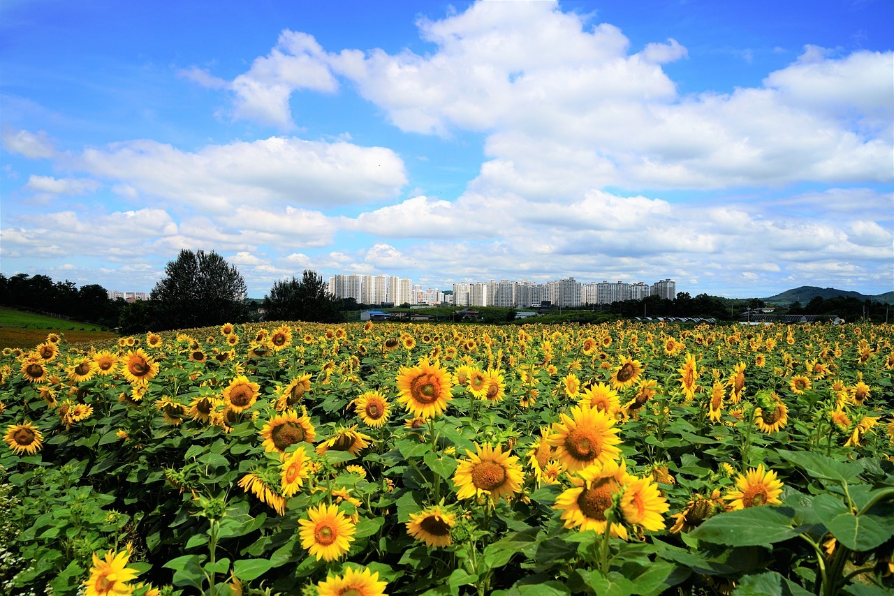 함안 강주 해바라기 축제