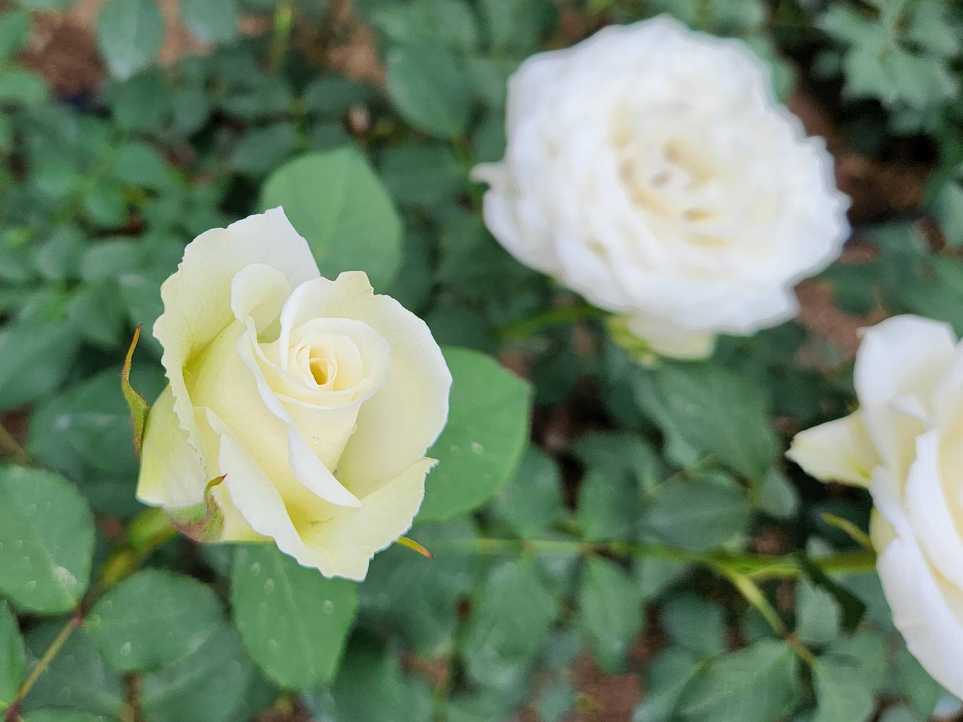 장미 티네케 Tineke