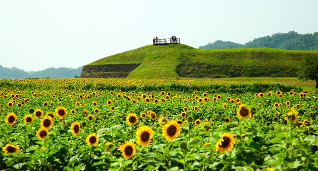 연천 호로고루 해바라기