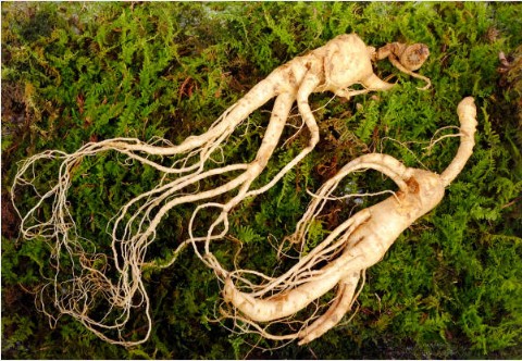 홍삼의 효능과 부작용