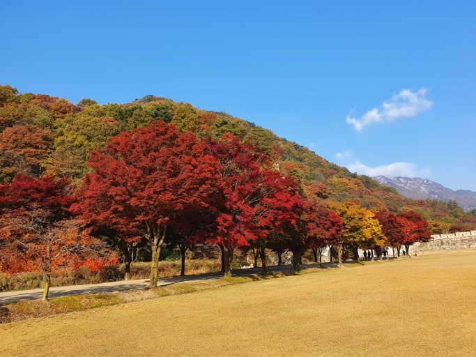 경북 단풍명소 TOP5 ❘ 가을 감성 가득한 산책 &middot; 여행 &middot; 드라이브 코스 추천 관련 사진