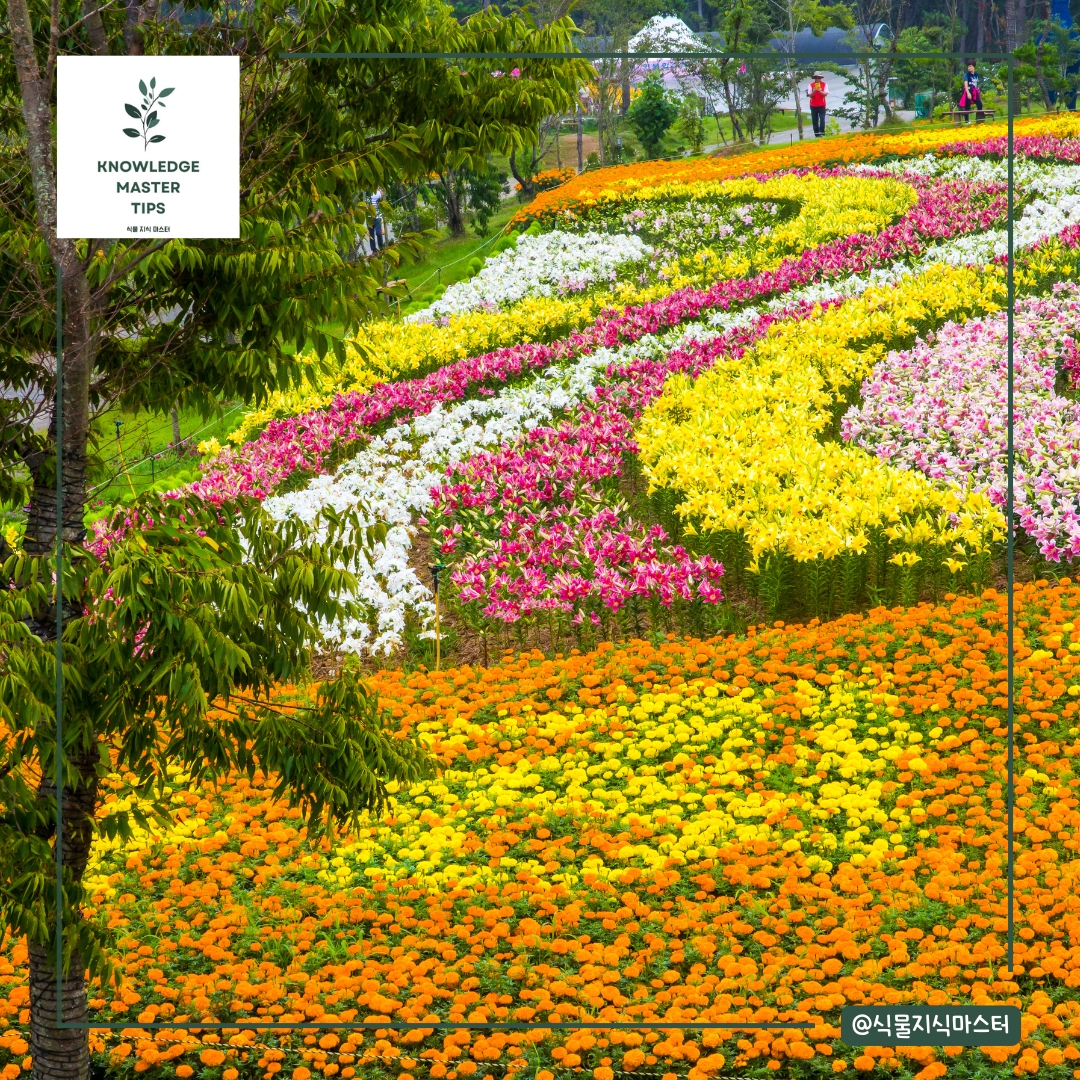 태안 세계 튤립 꽃박람회 &amp; 에버랜드 튤립 축제
