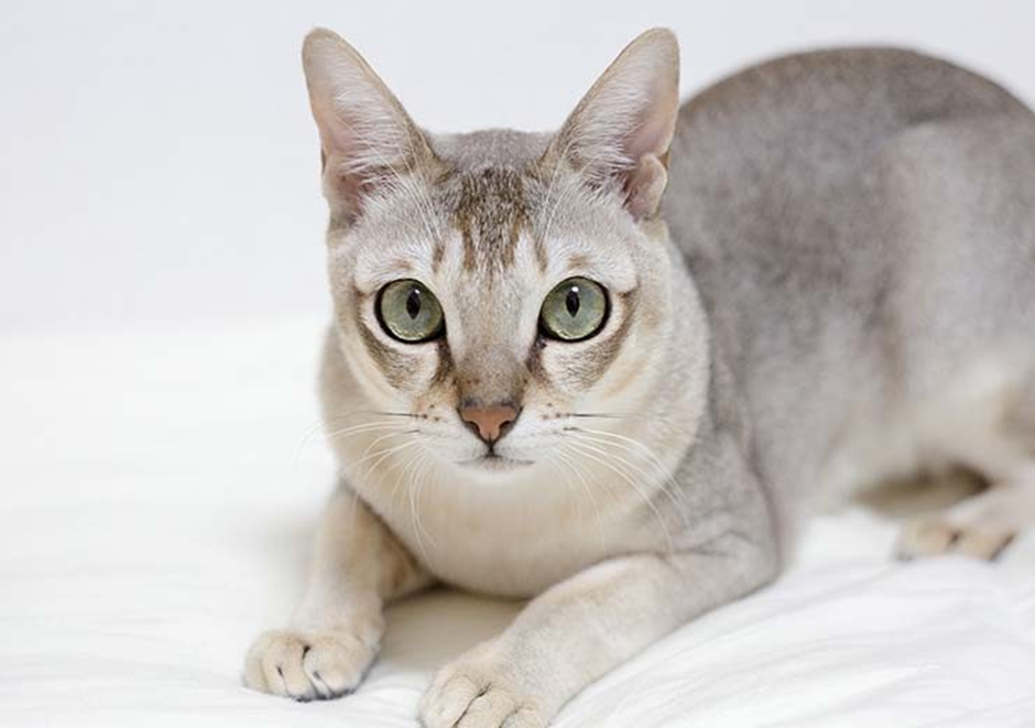 싱가푸라 고양이 이미지 - 2