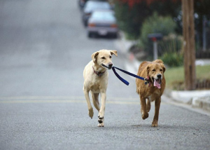 강아지가 다른 강아지의 줄을 물고 가는 모습