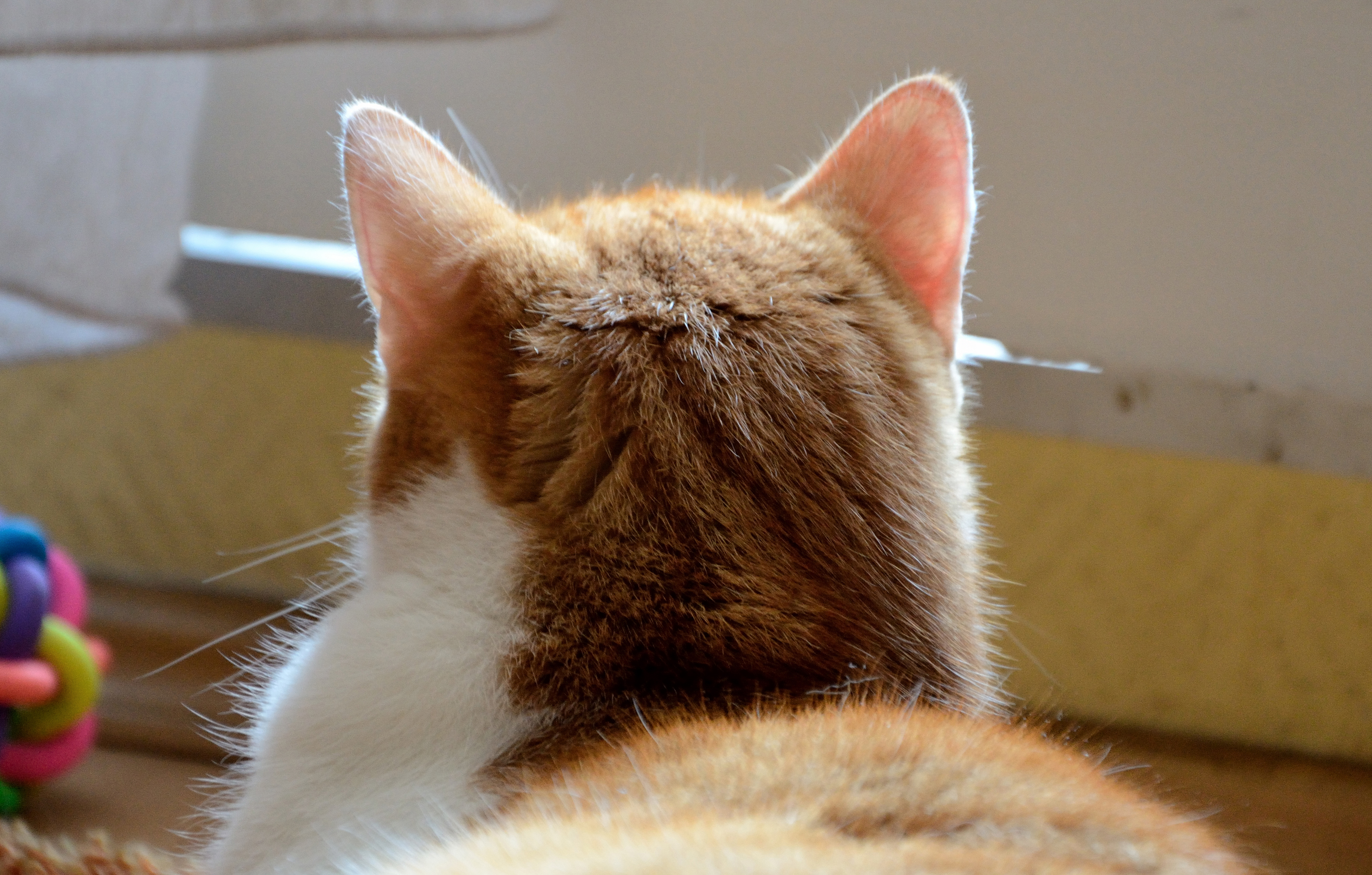 고양이 귀 청소 관련 사진