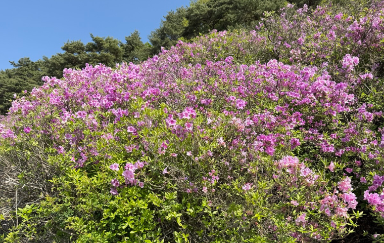 소백산 철쭉 개화시기