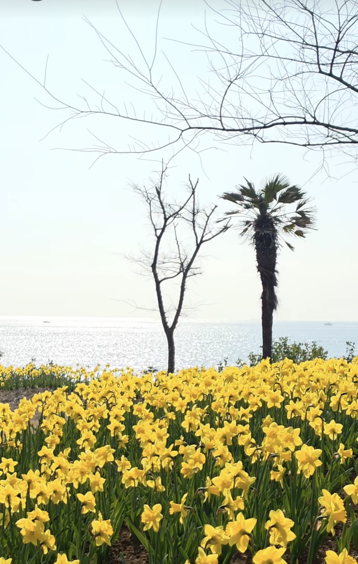 벚꽃 개화시기 4월 7일? 산림청 개화지도로 보는 2026 봄꽃 개화시기 관련사진