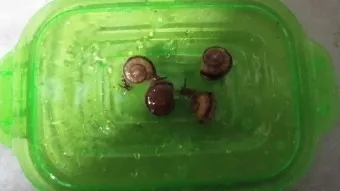 동양달팽이 가격 키우기 분양 수명 먹이 성격 종류_23