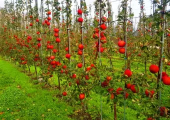 사과 재배 적과 시기 착색 관리 당도 향상_30