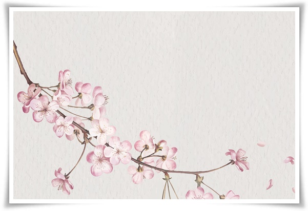 "살구꽃과 살구" 수줍은 듯 피어나는 봄 날의 은밀한 분홍빛 속삭임!