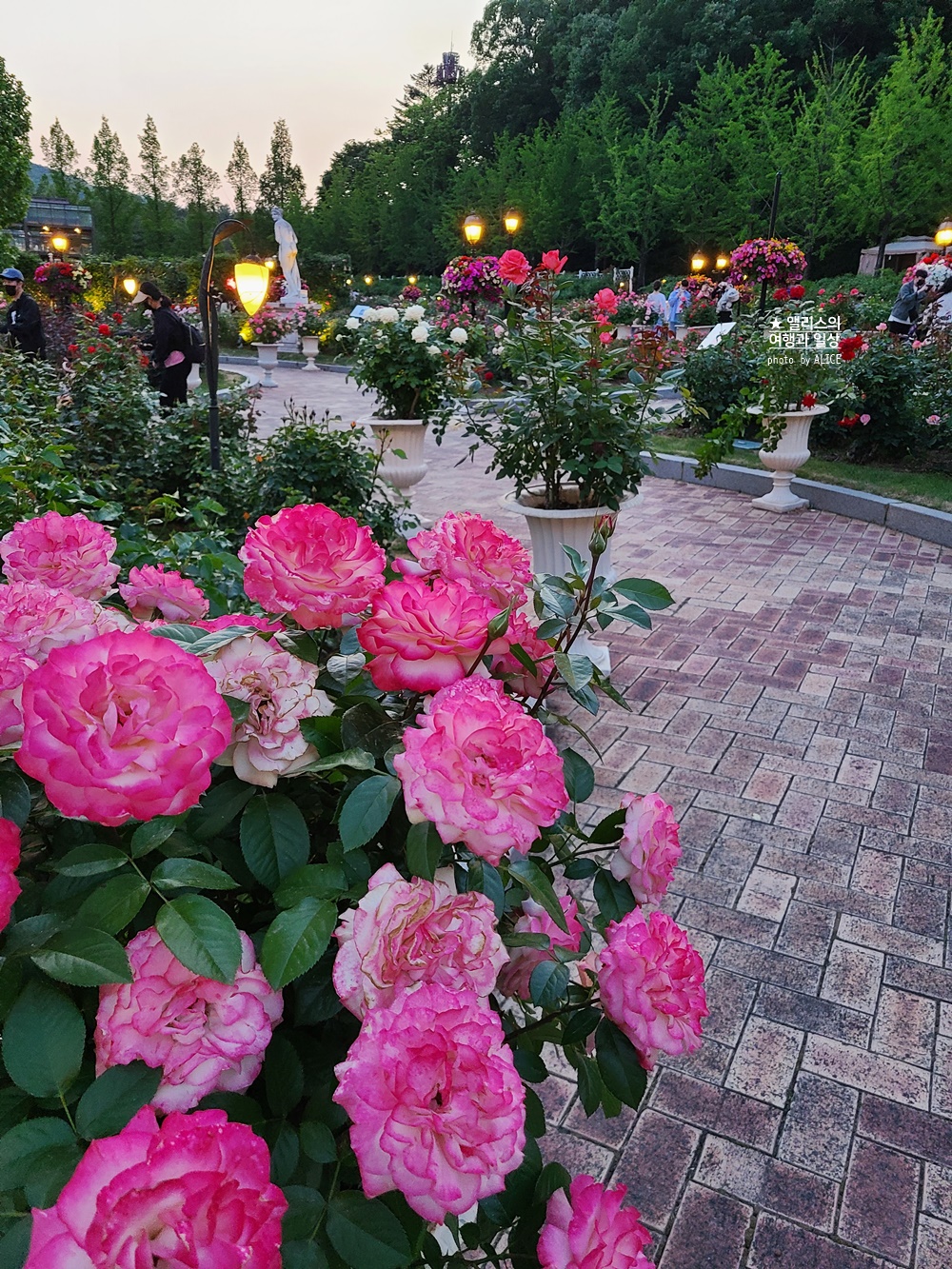 에버랜드 장미축제 2022 기본정보, 지금 개화시기, 에버랜드 플라워 아트&마켓