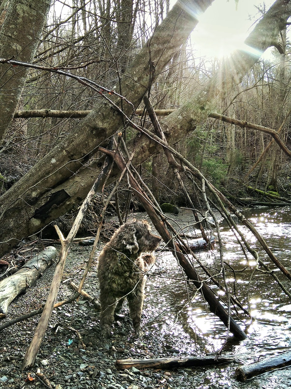 포르투갈 워터독(Portuguese Water Dog)4